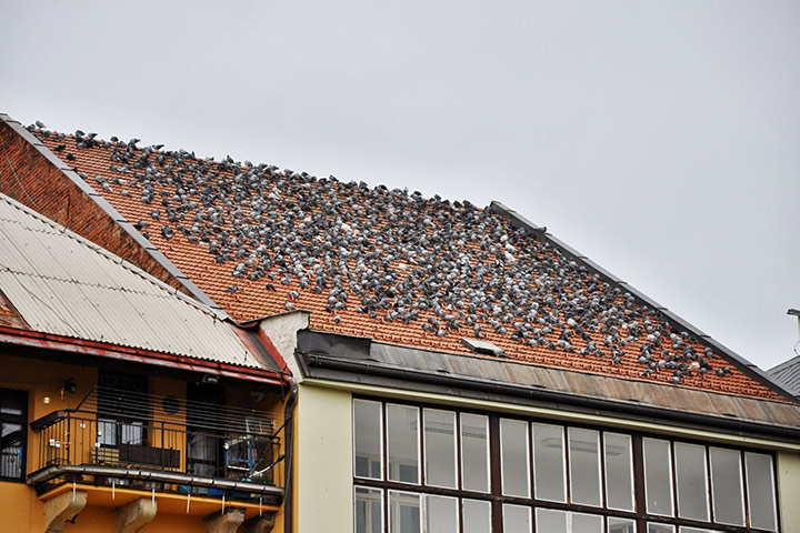 A2B Pest Control are able to install spikes to deter birds from roofs in Flitwick. 