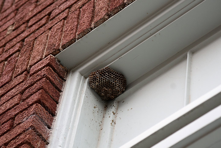We provide a wasp nest removal service for domestic and commercial properties in Flitwick.